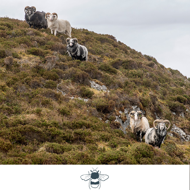 Lilløy-Lindenberg-Community