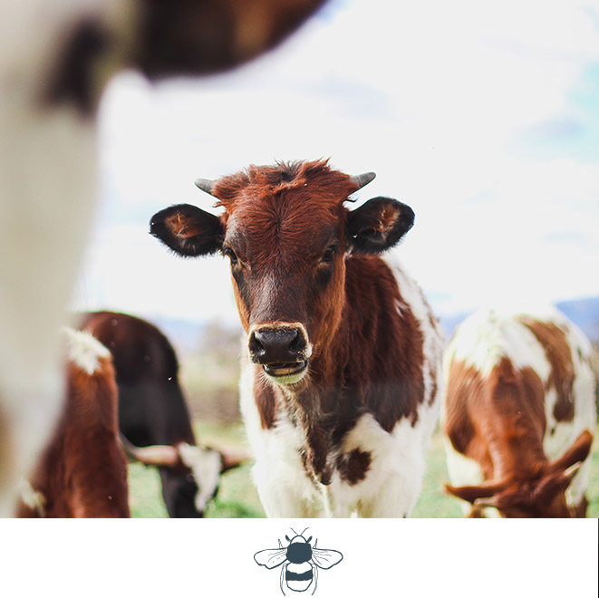 SLH Considerate Collection