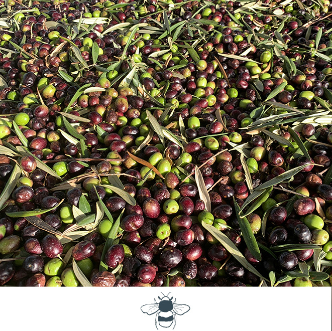 Seda Club Community Minded