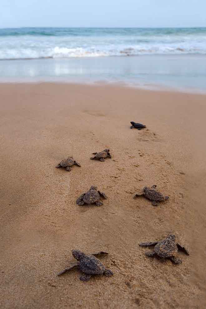 Australasia Highlights Wildlife