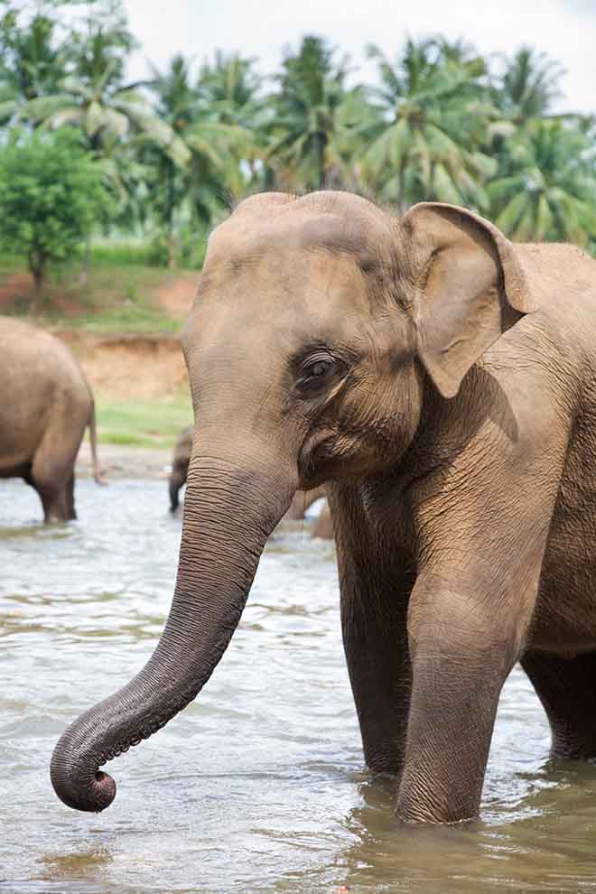 Indian Ocean Highlights Wildlife