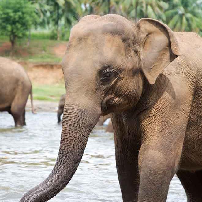 Indian Ocean Highlights Wildlife
