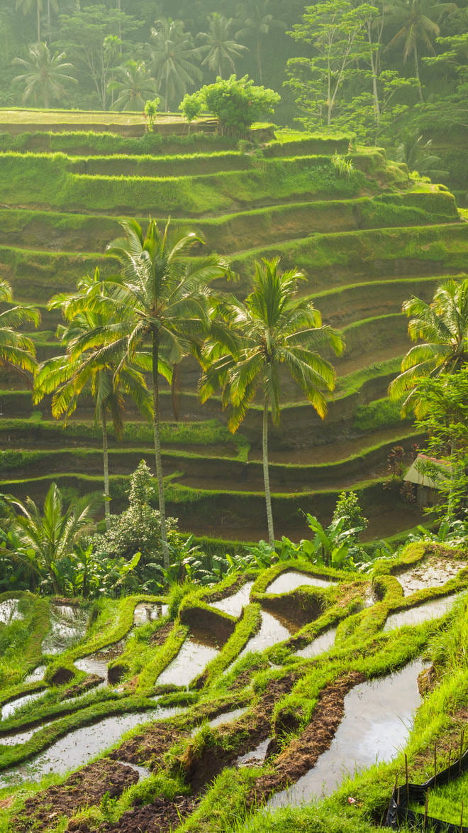 Indonesia