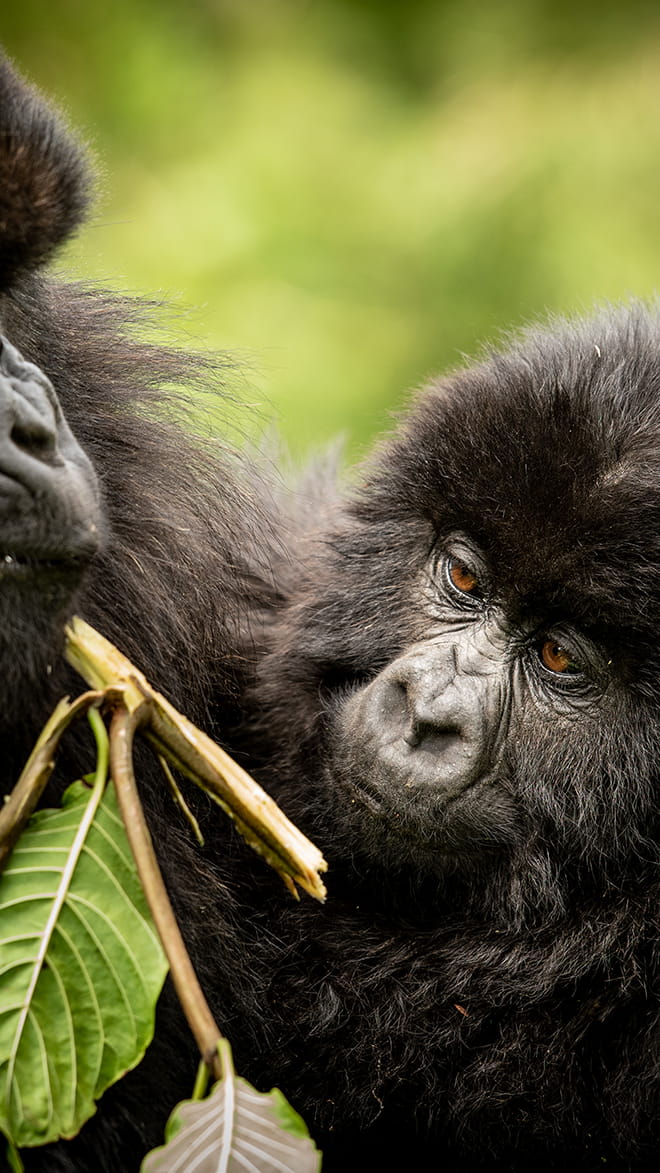 Rwanda