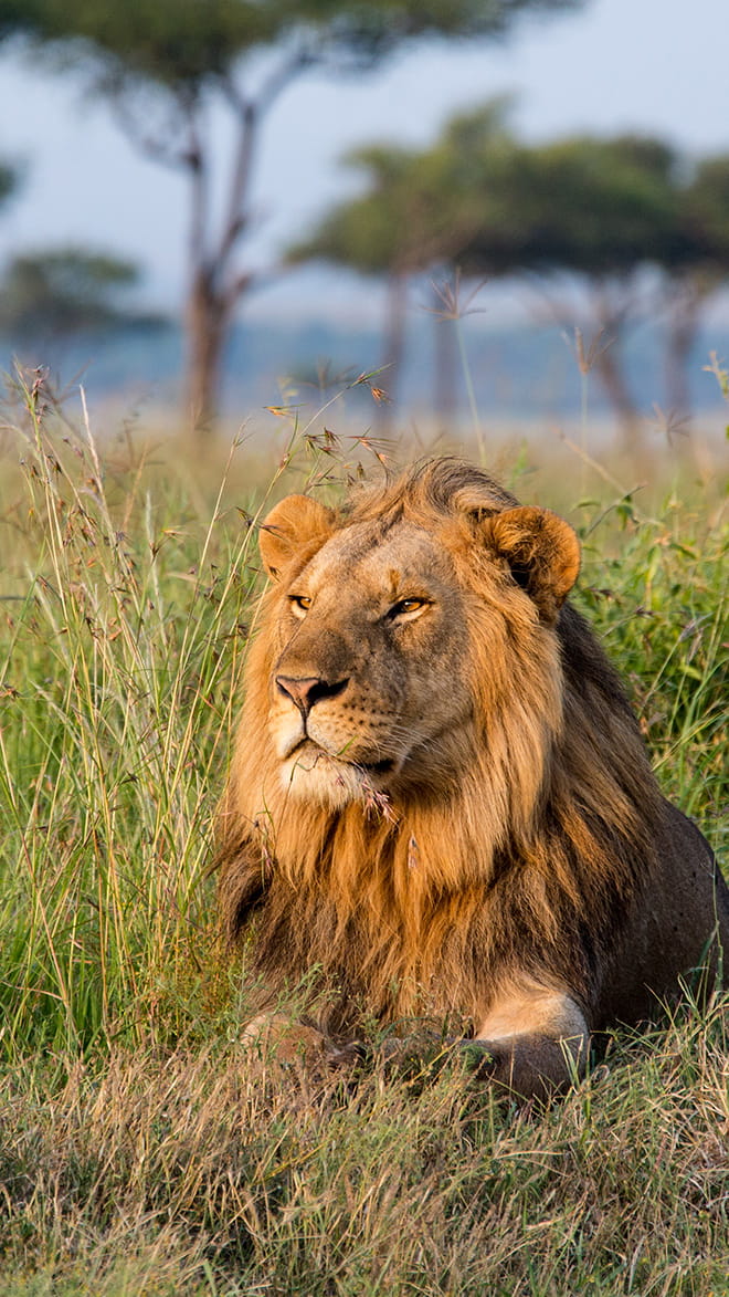 Serengeti