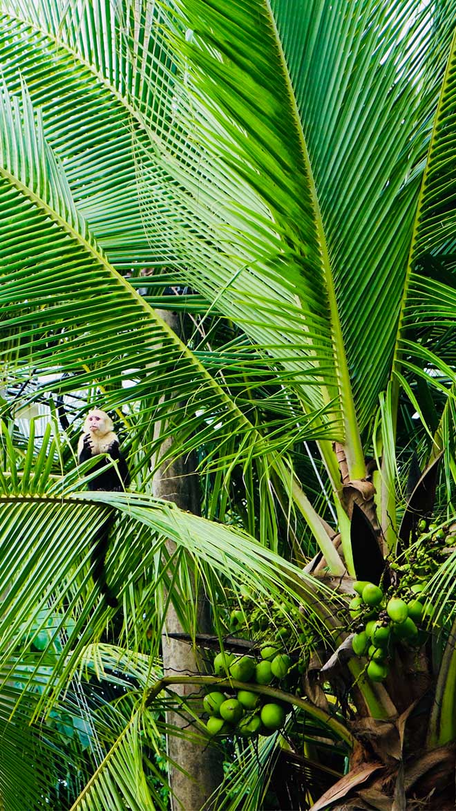 Manuel Antonio