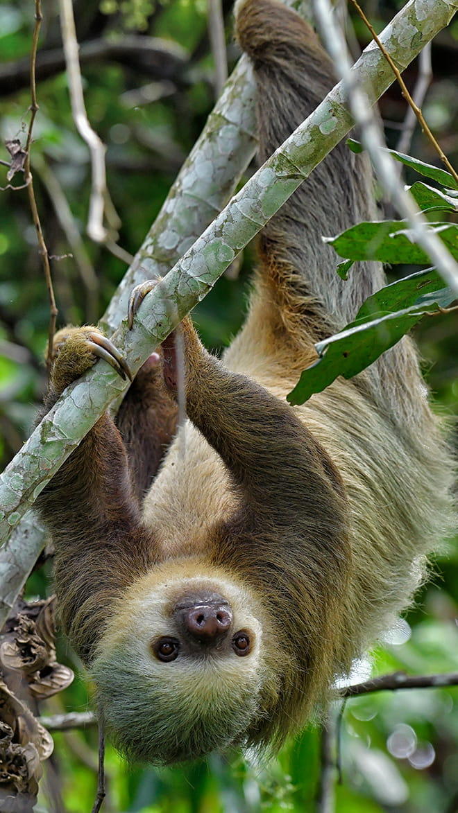 Monteverde