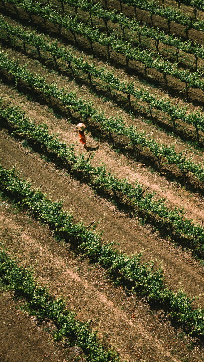 Napa Valley
