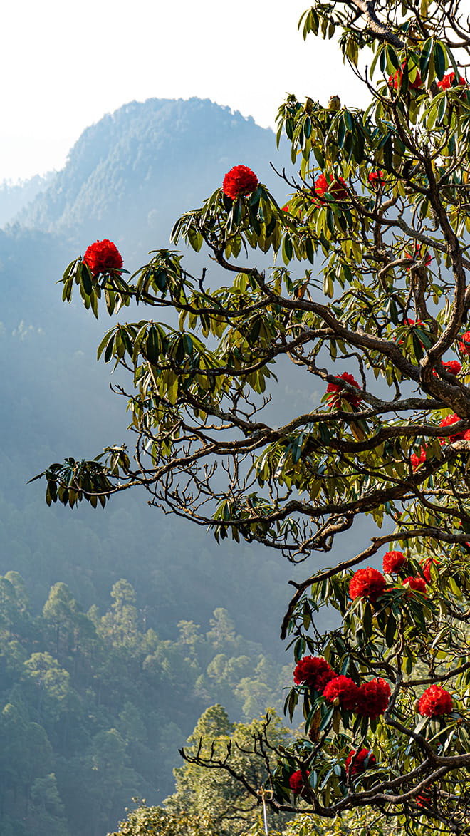 Binsar