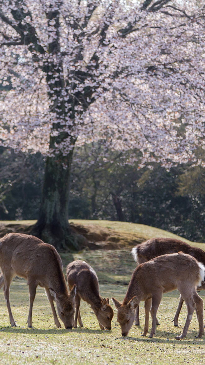 Nara