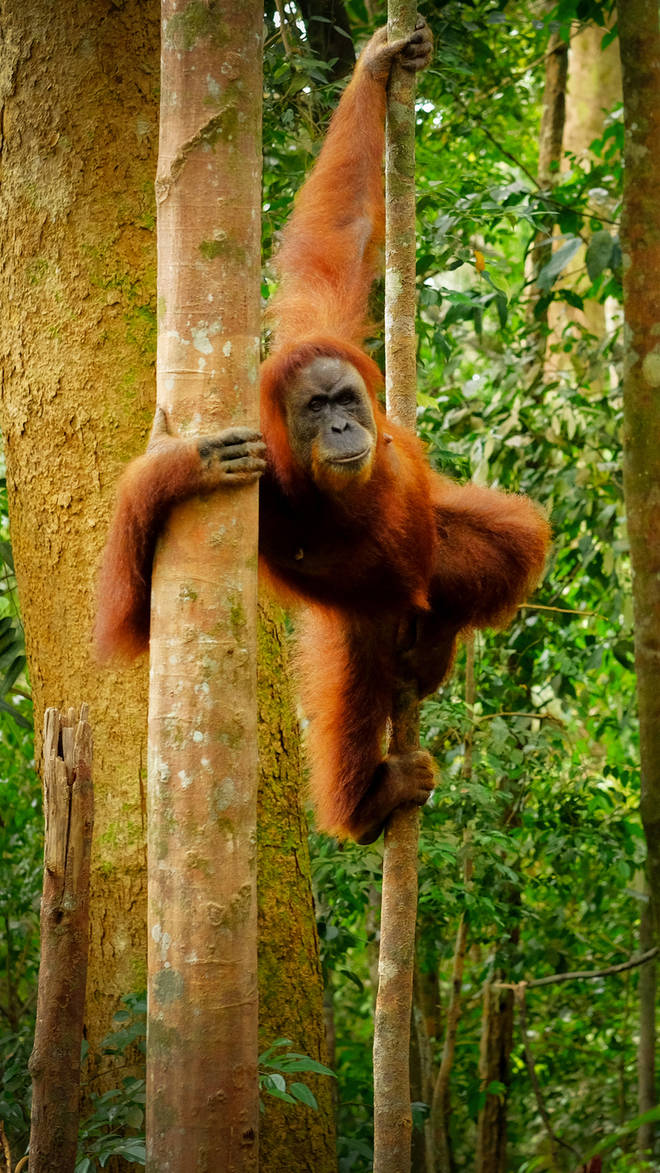 Borneo