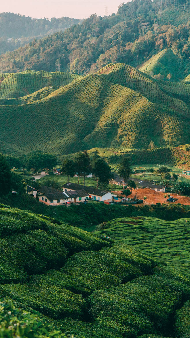 Cameron Highlands