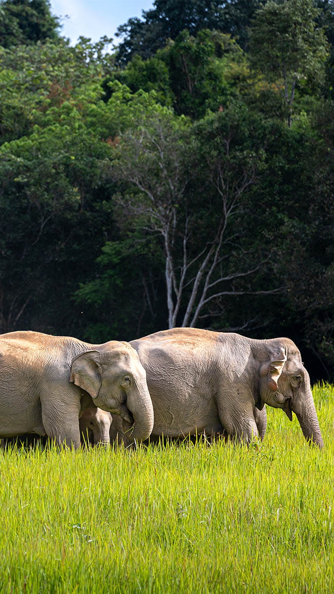 Khao Yai