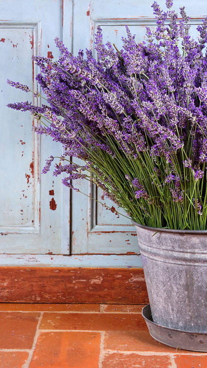 Saint-Remy-de-Provence