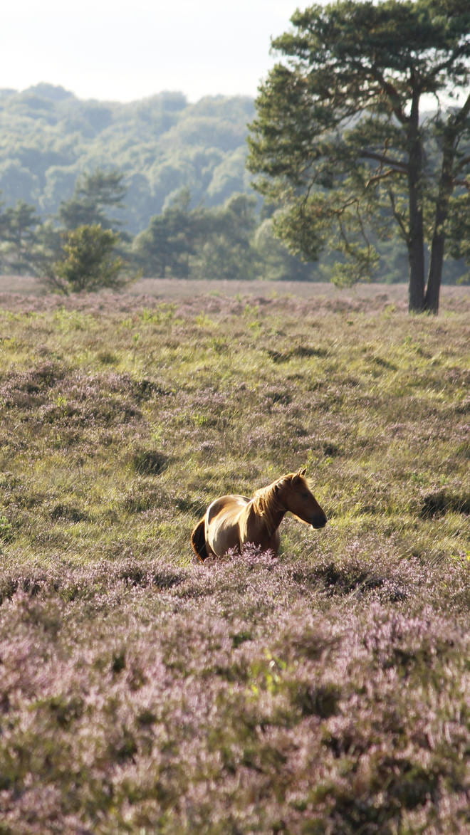 Hampshire