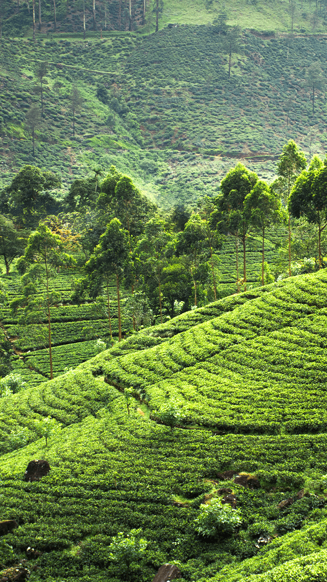 Sri Lanka