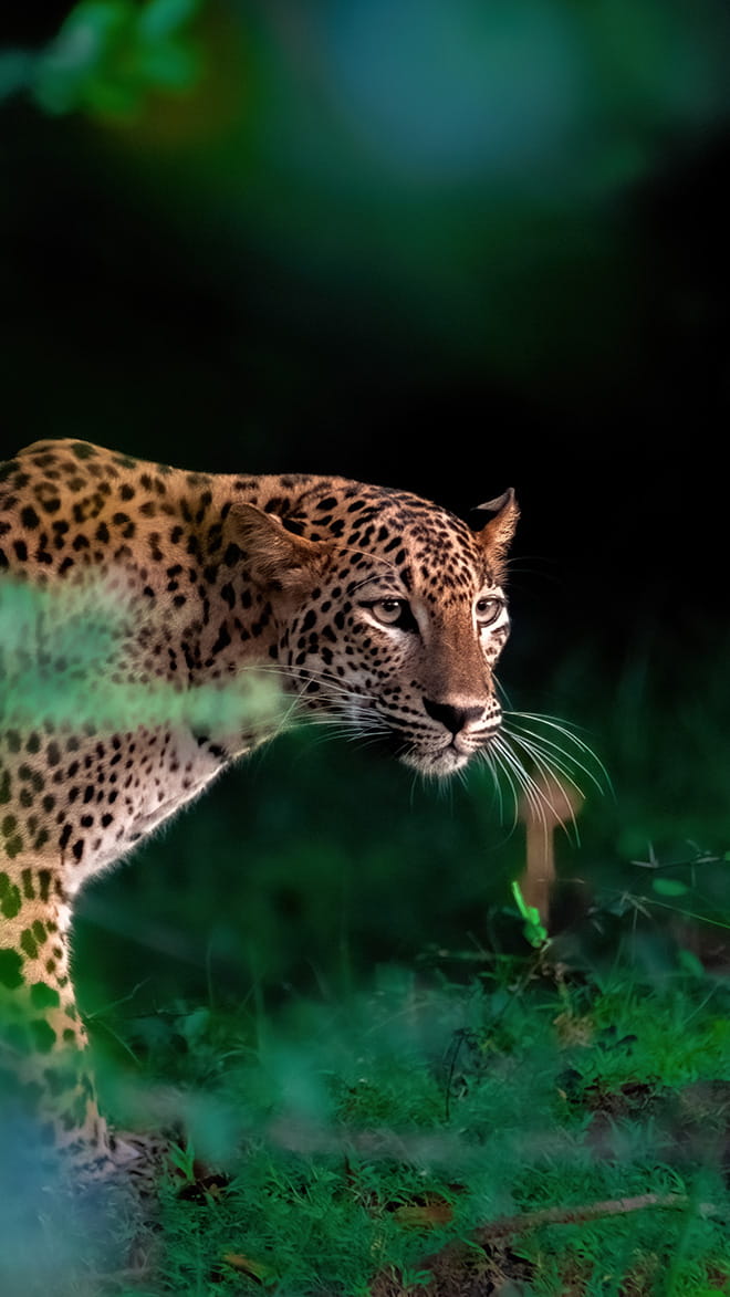Wilpattu