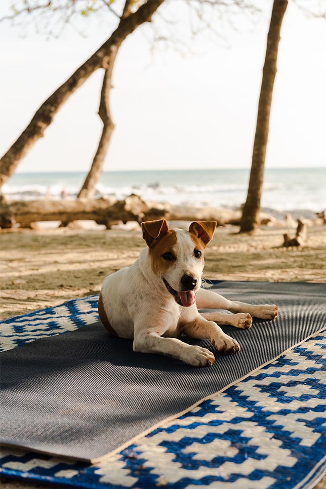 SLH Pet Friendly Hotels