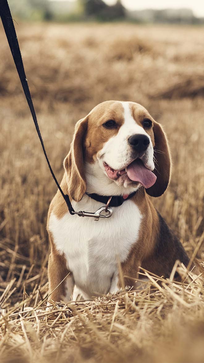 Terms and Conditions