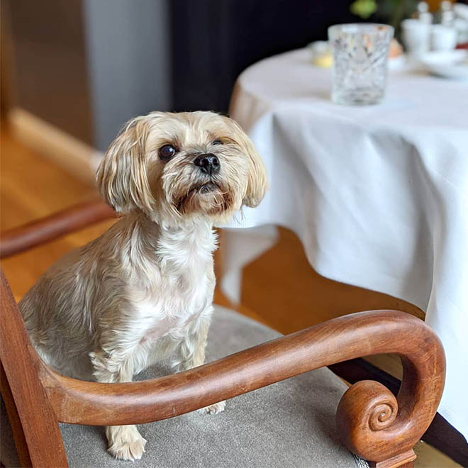 SLH Europe Pet-Friendly Hotels