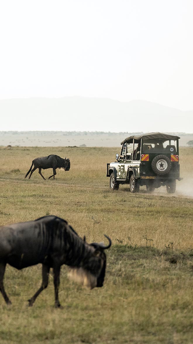 WILDLIFE & SAFARI HOTELS