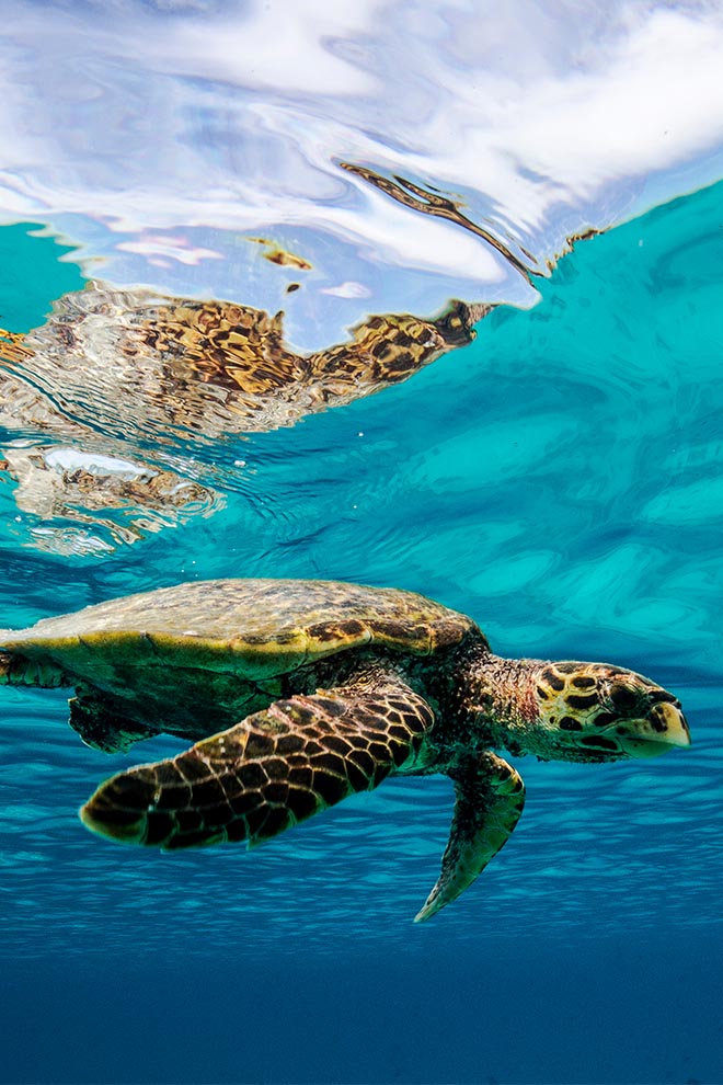 Amilla Maldives Resort and Residences