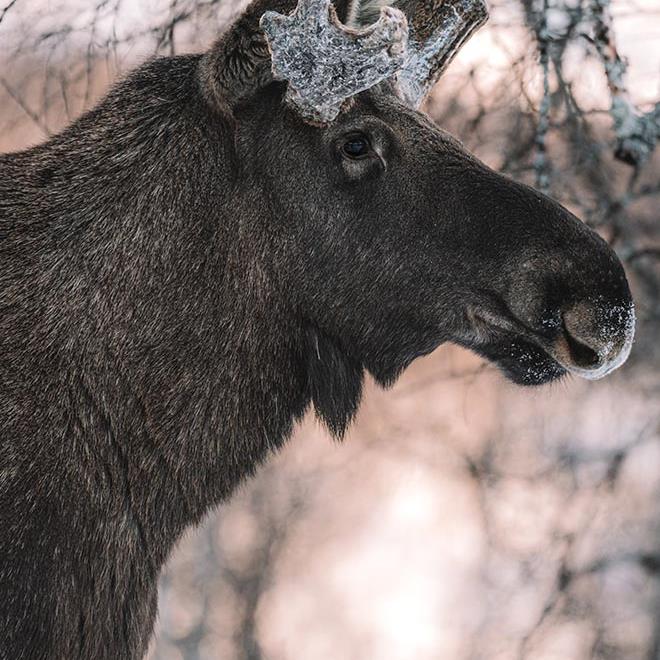 Arctic Bath Ask a Local
