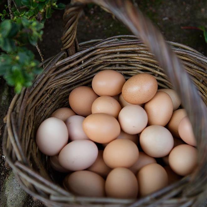 Ballymaloe House Hotel
