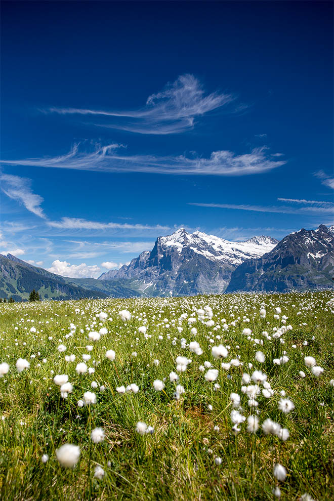 Bergwelt Grindelwald Summer