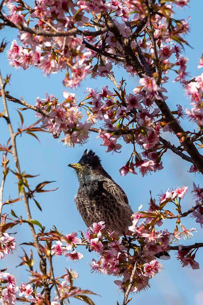 Native Himalayan bird species