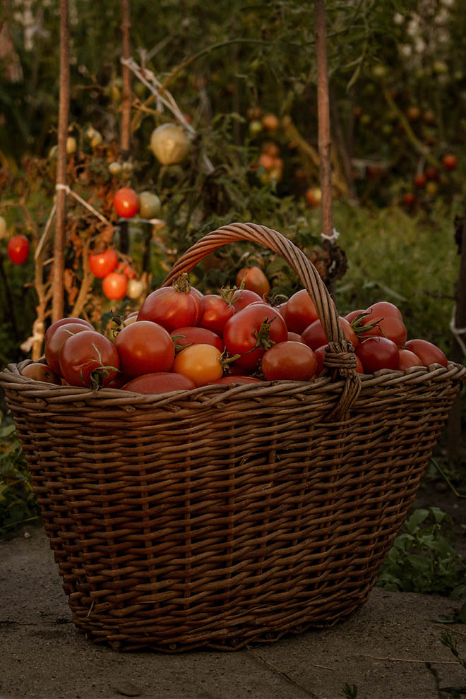 Naturalis Bio Resort