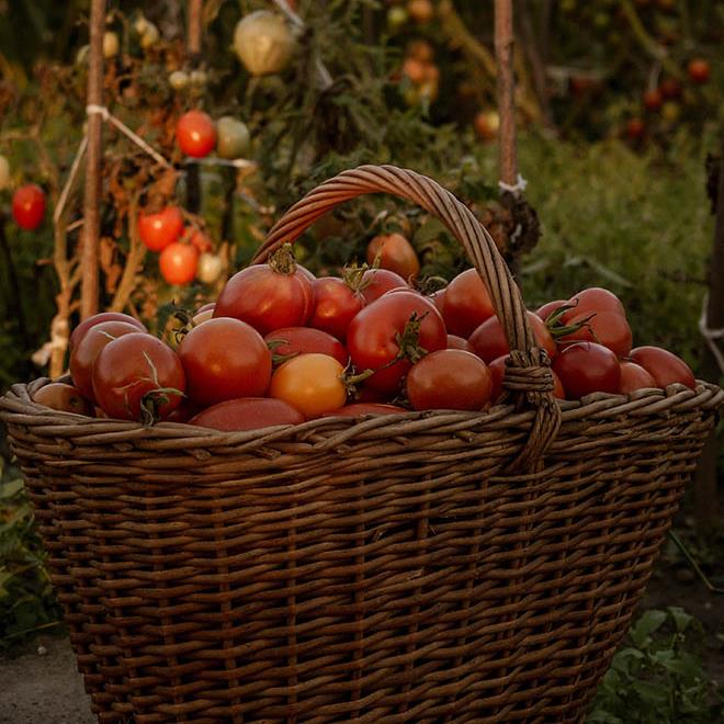 Naturalis Bio Resort