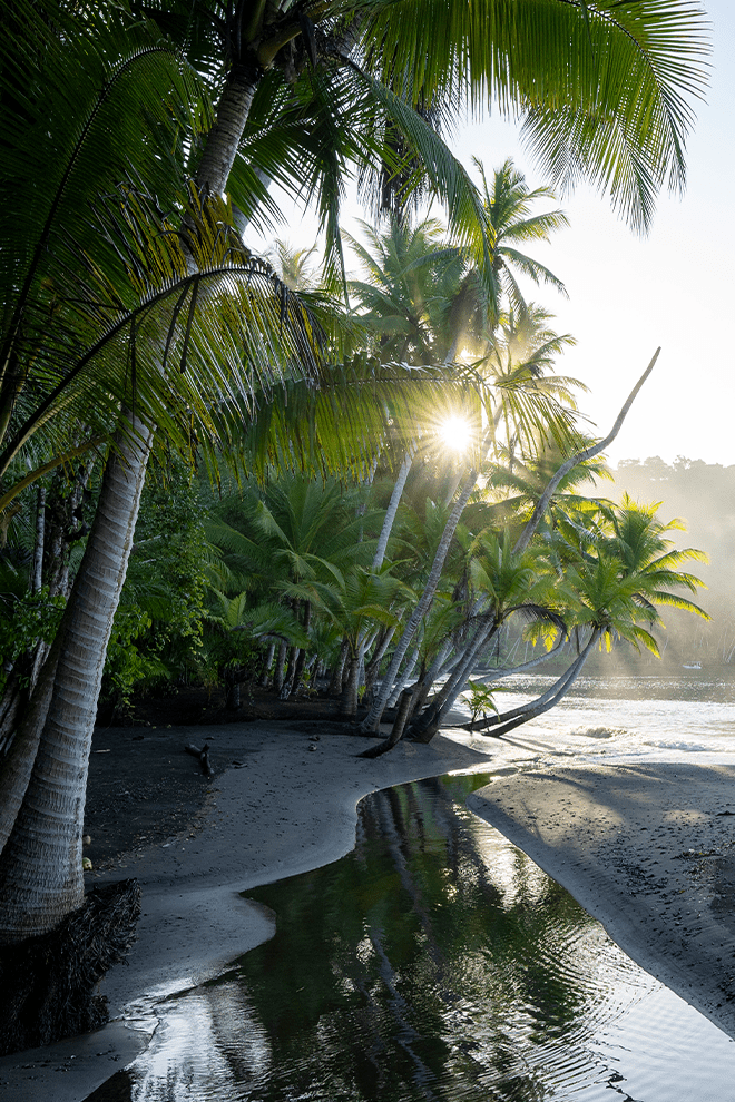 Playa Cativo Lodge Forest