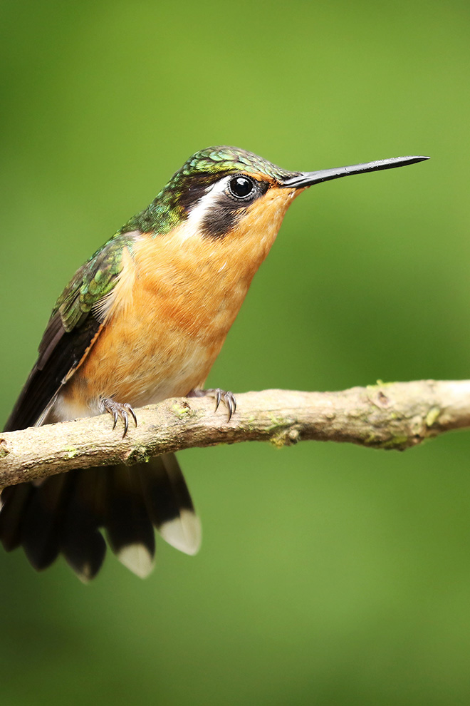 Senda Monteverde Hotel Wildlife
