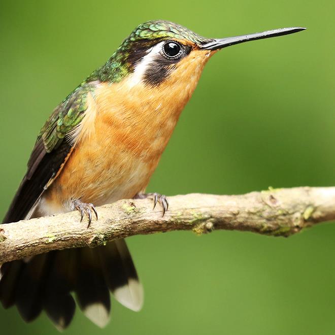 Senda Monteverde Hotel Wildlife