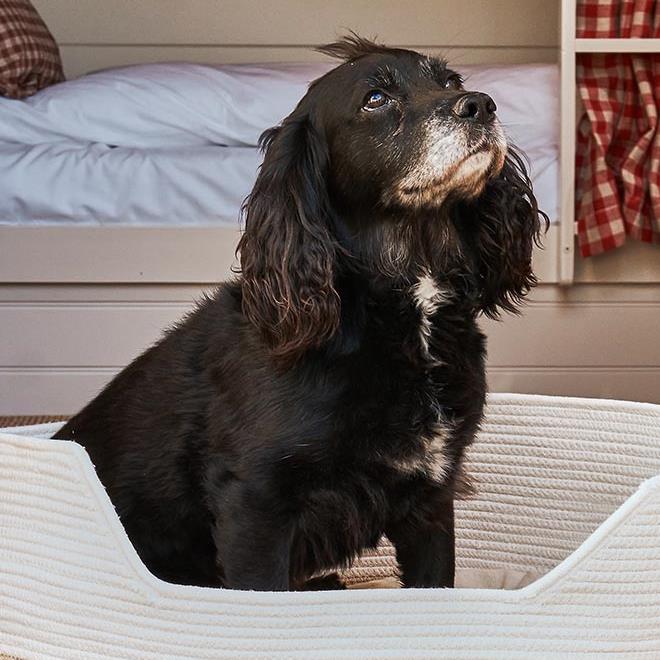 The Mitre Dog Friendly