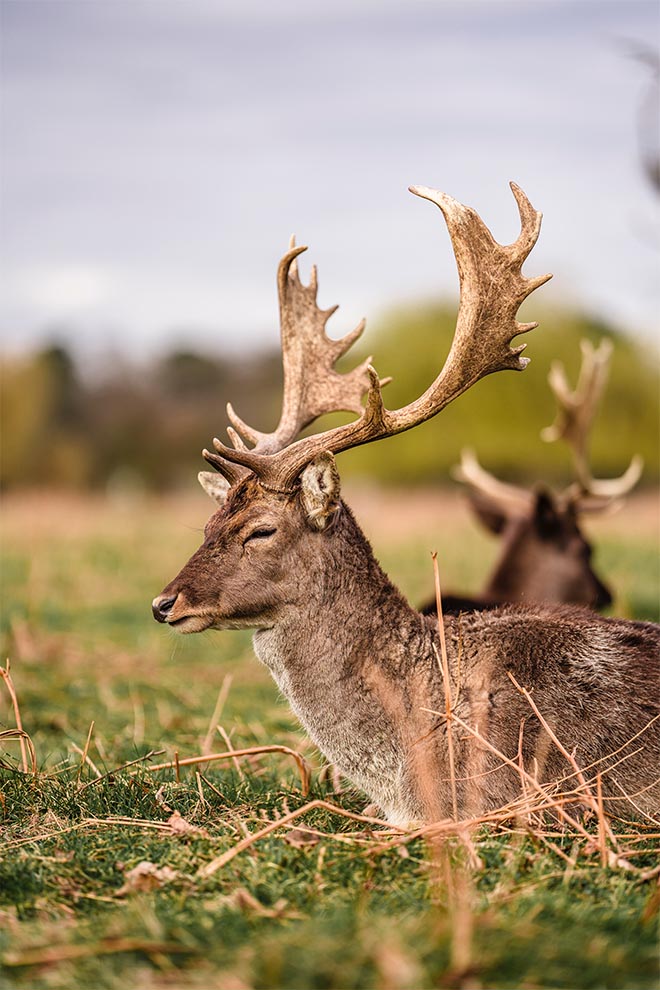 The Mitre Hampton Court Busky Park Walks