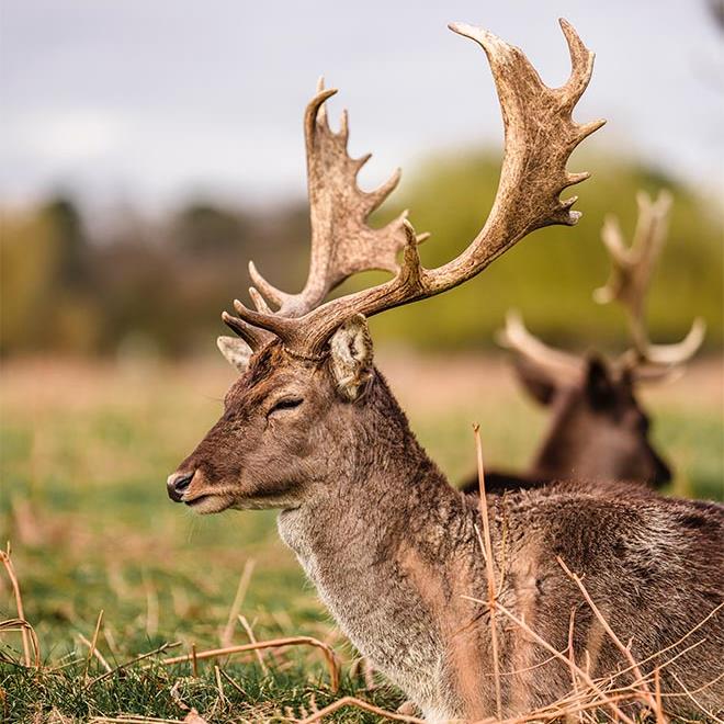 The Mitre Hampton Court Busky Park Walks